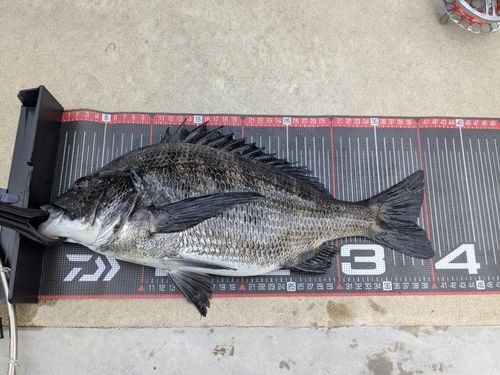 クロダイの釣果