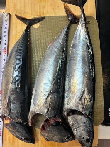 ソウダガツオの釣果