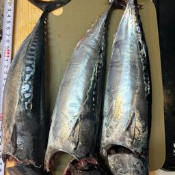 ソウダガツオ