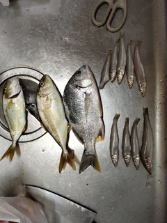 キスの釣果
