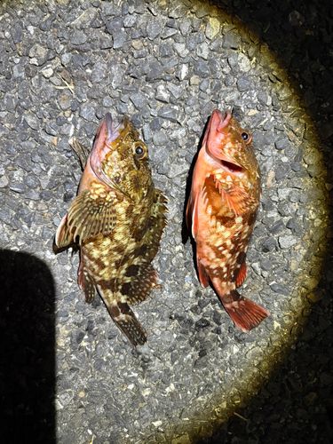 カサゴの釣果