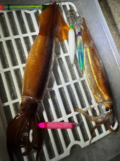 スルメイカの釣果