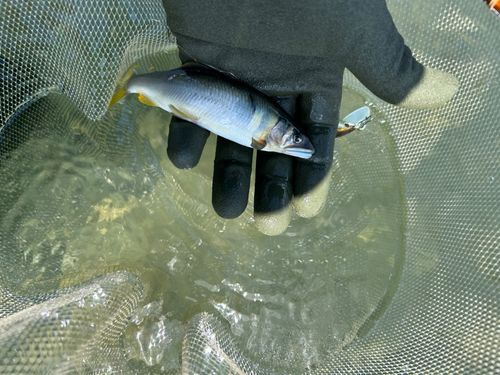 アユの釣果