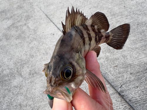 メバルの釣果