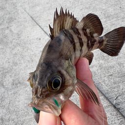 メバル