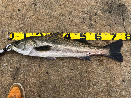 シーバスの釣果