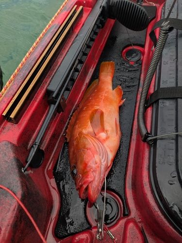 アカハタの釣果