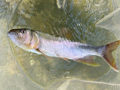 ハスの釣果