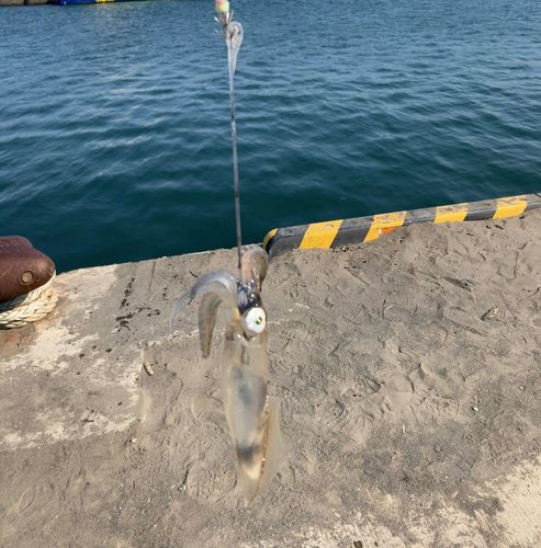 マメイカの釣果
