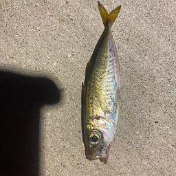 アジ