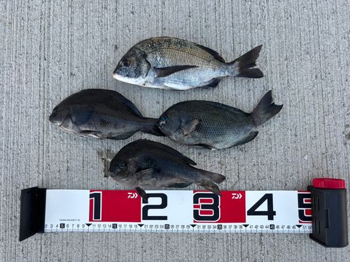 チヌの釣果
