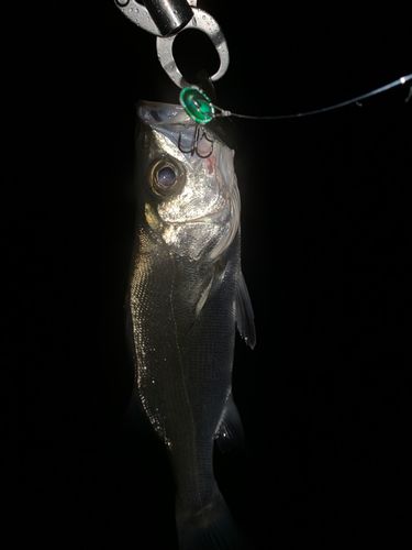 セイゴ（ヒラスズキ）の釣果