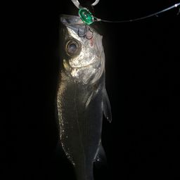 セイゴ（ヒラスズキ）