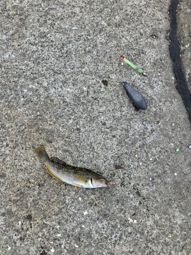 アブラコの釣果