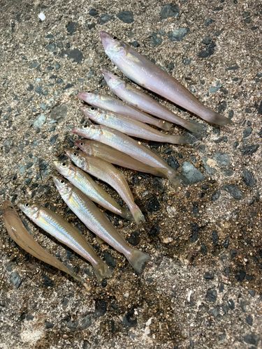 釣果