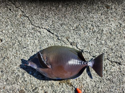 ニザダイの釣果