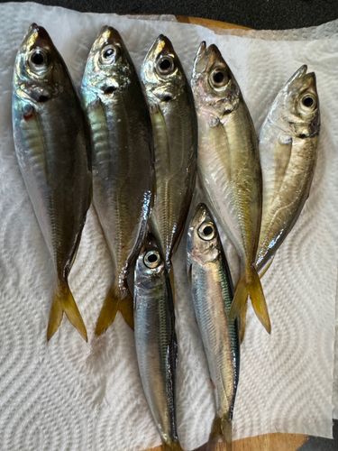 アジの釣果