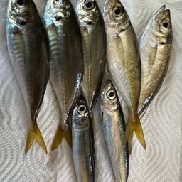 アジ