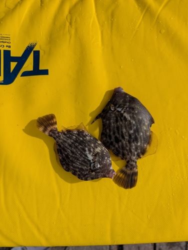 カワハギの釣果