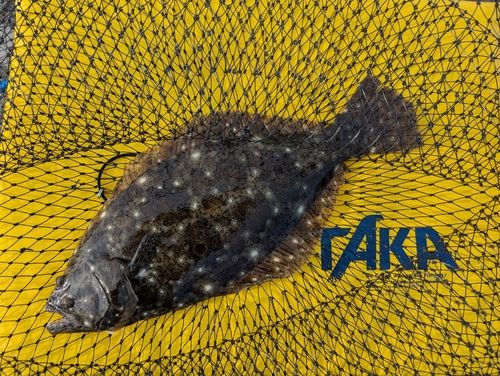 ソゲの釣果