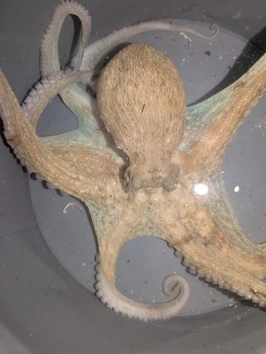 マダコの釣果