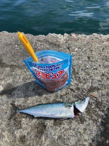 サバの釣果