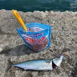 サバ
