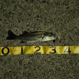 セイゴ（マルスズキ）