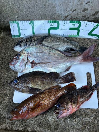 マダイの釣果