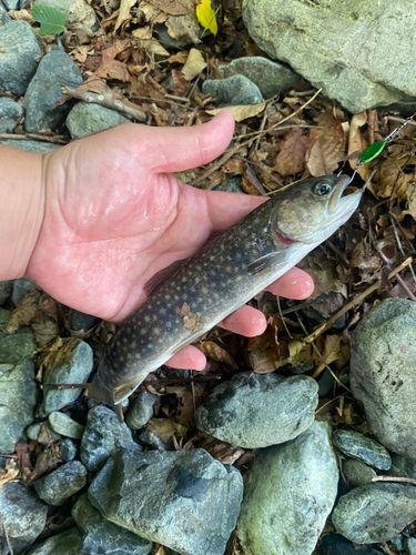 イワナの釣果