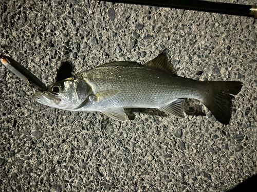 セイゴ（タイリクスズキ）の釣果