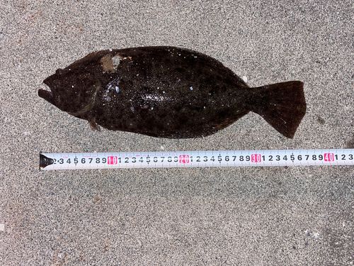 釣果