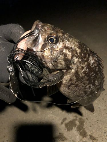 クロソイの釣果
