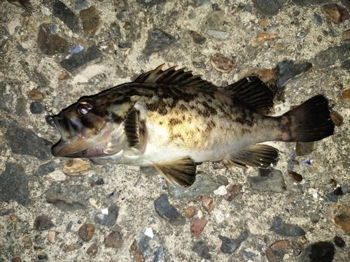 クロソイの釣果