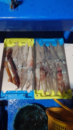シロイカの釣果