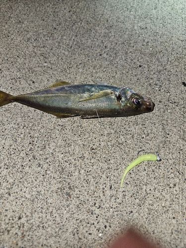 マアジの釣果