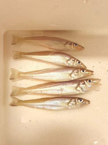 シロギスの釣果