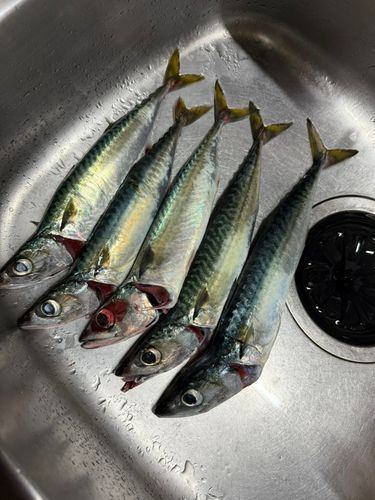 サバの釣果