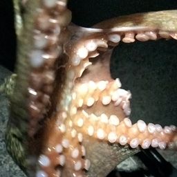 タコ