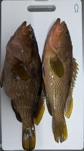 キジハタの釣果