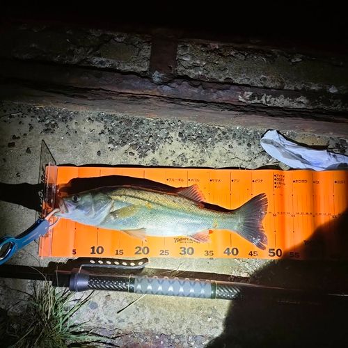 マルスズキの釣果