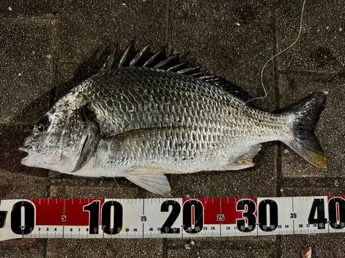 キビレの釣果