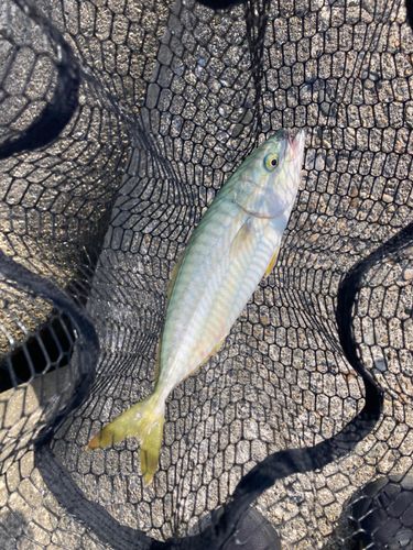 ツバイソの釣果