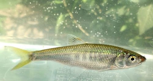 オイカワの釣果