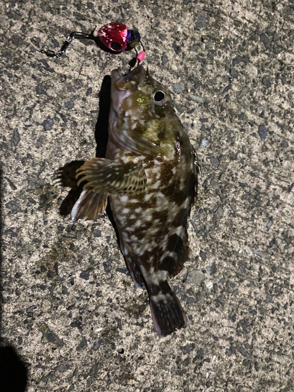 カサゴ