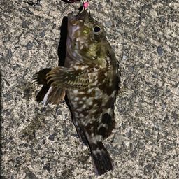 カサゴ