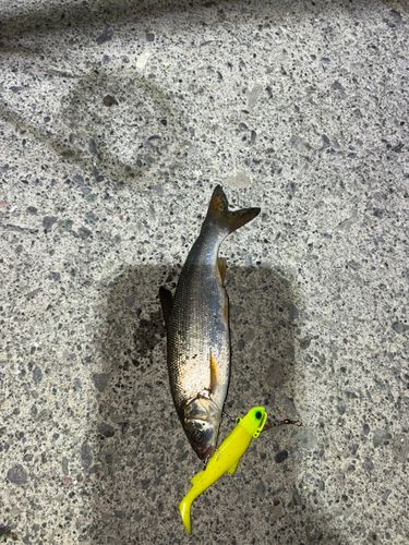 釣果