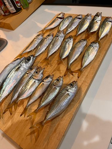 マアジの釣果