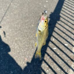 セイゴ（マルスズキ）