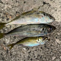 アジ